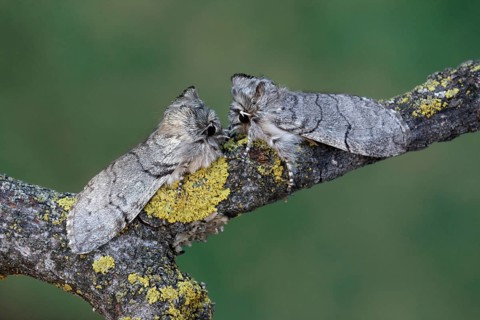 Yellow Horned Moth