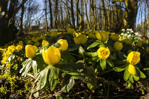 Winter Aconite