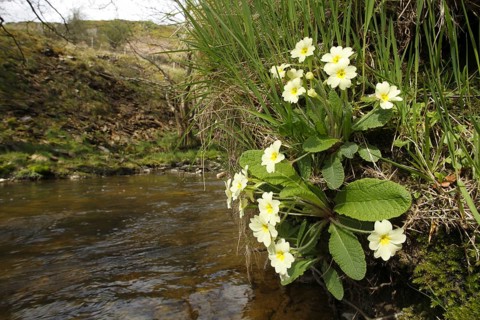 Primrose