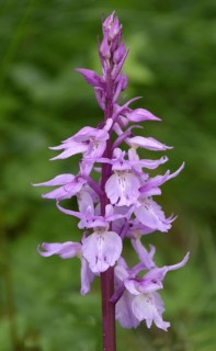 Signifera