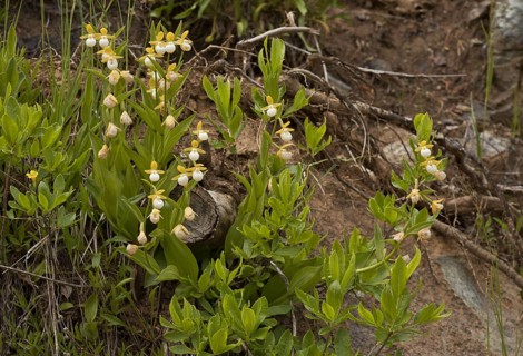 California Lady's Slipper