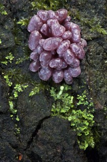 Purple Jellydisc