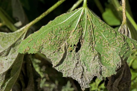 Holly rust