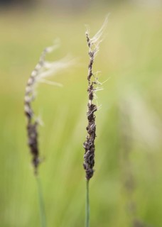 Barley