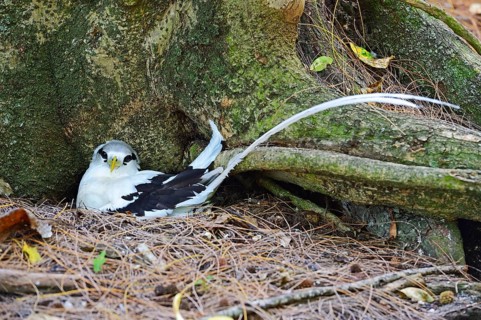 White-tailed Tropicbird