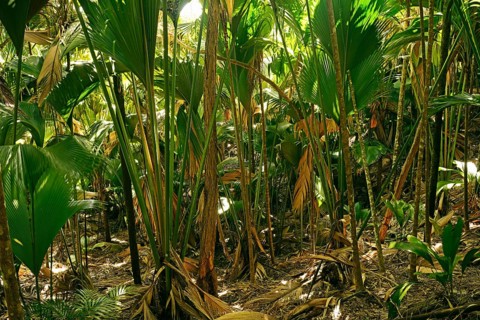 Vegetation in Vallee de Mai National Park