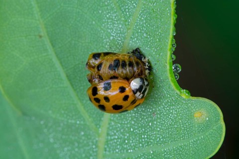Harlequin ladybird