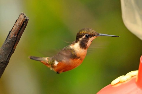 Purple-throated Starthroat