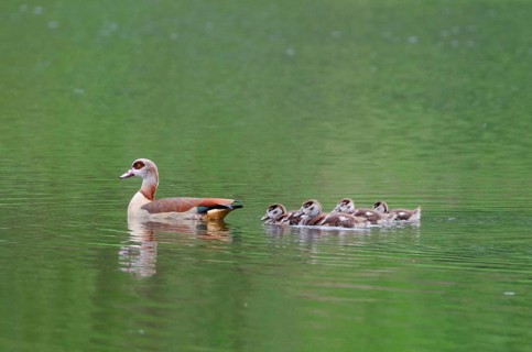Egyptian goose and goslings