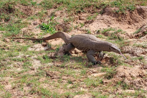 Bengal bengal monitor