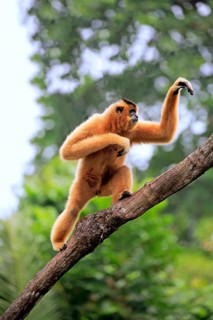 Yellow-cheeked gibbon