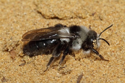 Grey sand bee