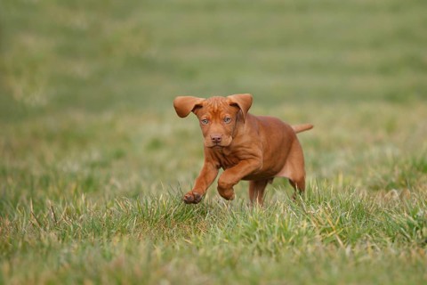 Shorthaired Hungarian Pointing Dog