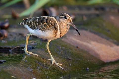 Rostratula greater painted-snipe