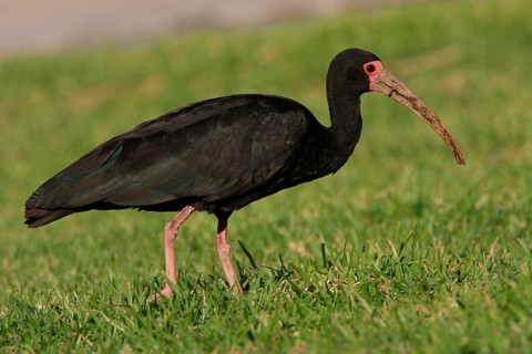 Bare-faced Ibis