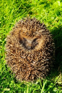 European Hedgehog