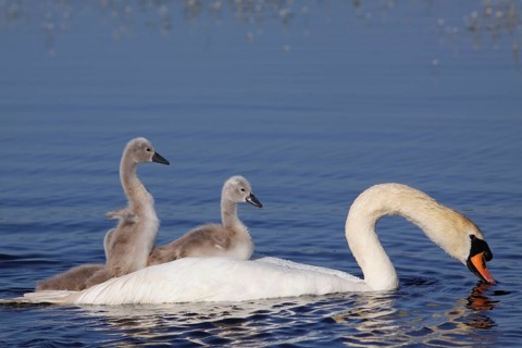 Mute Swan