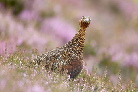 Red Grouse