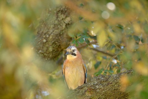 Eurasian Jay