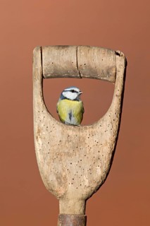 Blue Tit