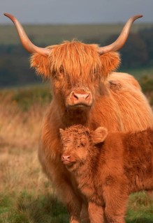 Highland Cattle