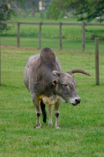 Dwarf Zebu