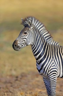 Crawshay's Zebra