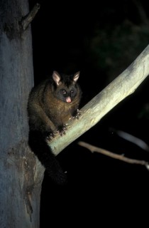 Common common brushtail possum