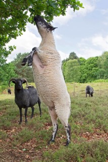 Domestic Sheep
