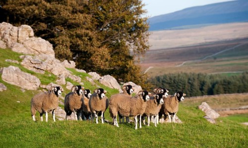 Domestic Sheep