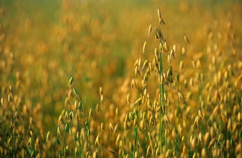 Harvest of common oat