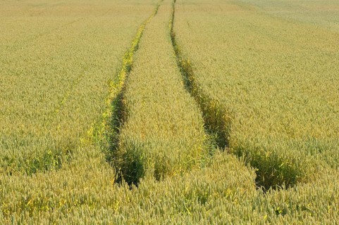 Wheat