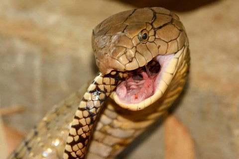 King Cobra