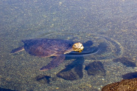 Chelonia mydas agassizi