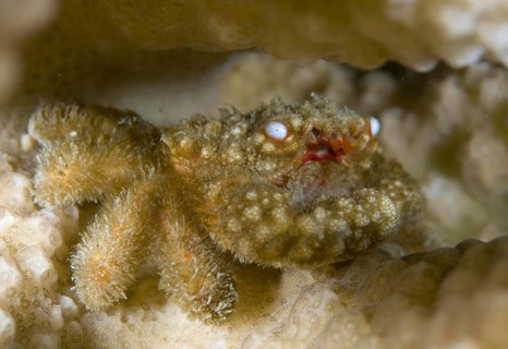 Round crab
