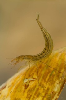Great diving beetle