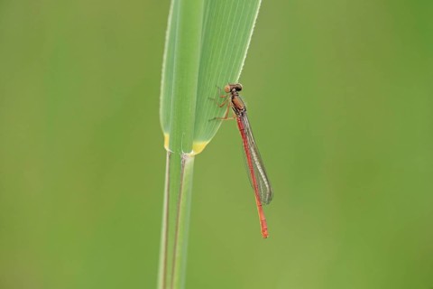 Scarlet damselfly