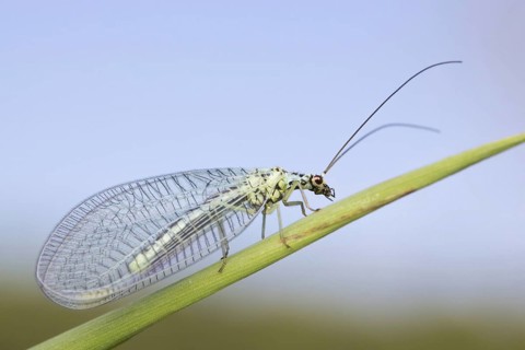 Green Lacewing