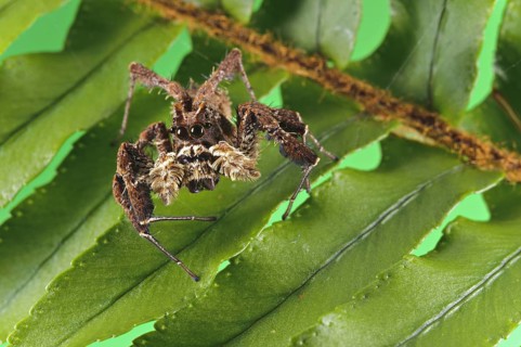 African fringe jumping spider
