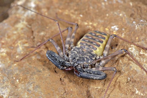 Variegated Tailless Whip whipscorpion