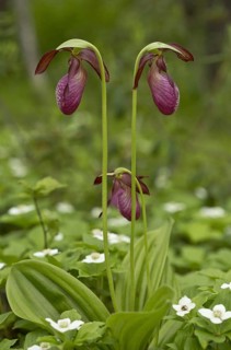 Stemless Lady's Slipper
