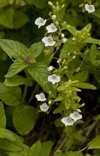 Flowering speedwell