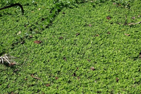 Water Lettuce
