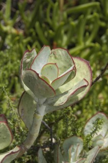Round-leafed navel-wort