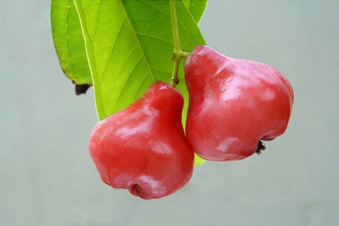 Java apple