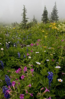 Alpine wildflowers