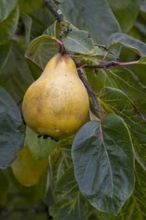 Quince fruit