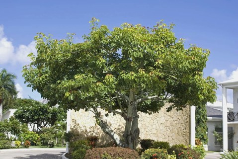 Frangipani