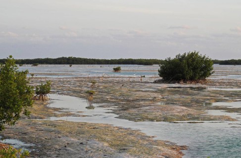 View of mangroves in coastal lagoon habitat