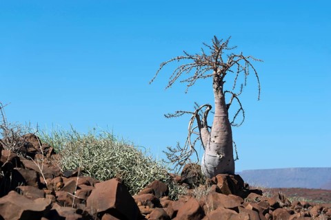 Bottle Tree